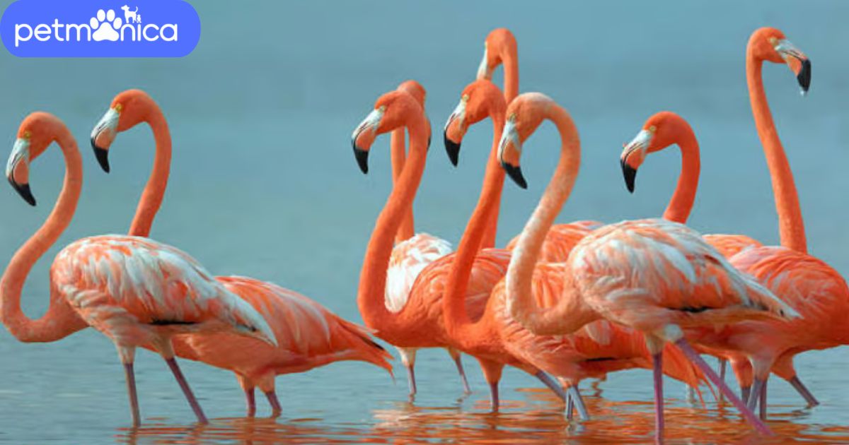 Flamingo Names