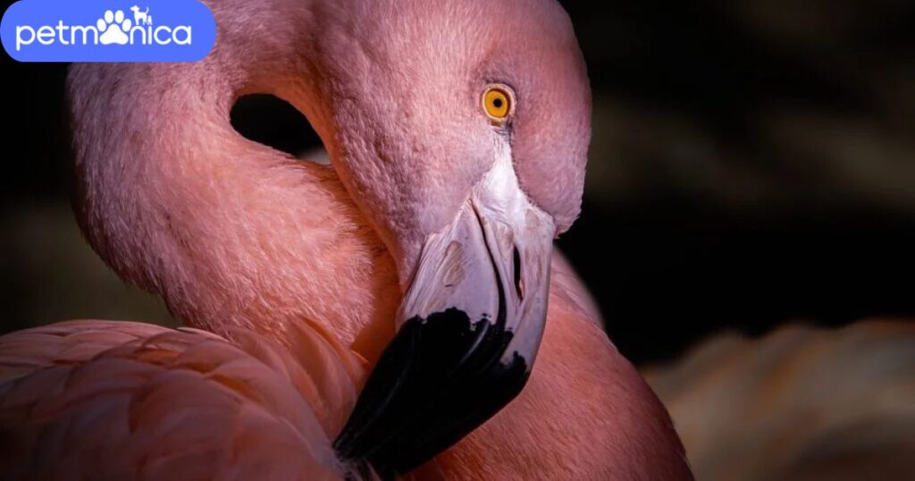 Flamingo Pun Names