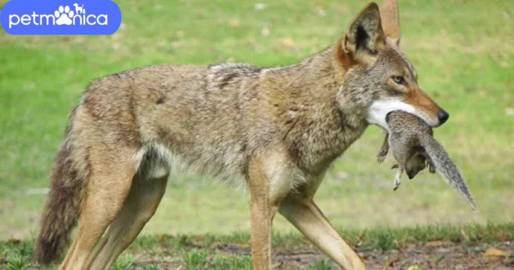 Food-Inspired Coyote Names