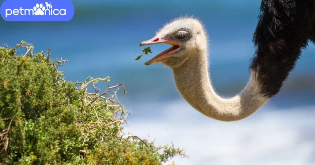 Food-Inspired Ostrich Names