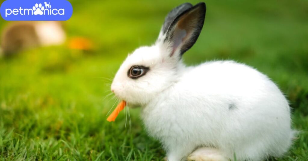 Food-Inspired Rabbit Names