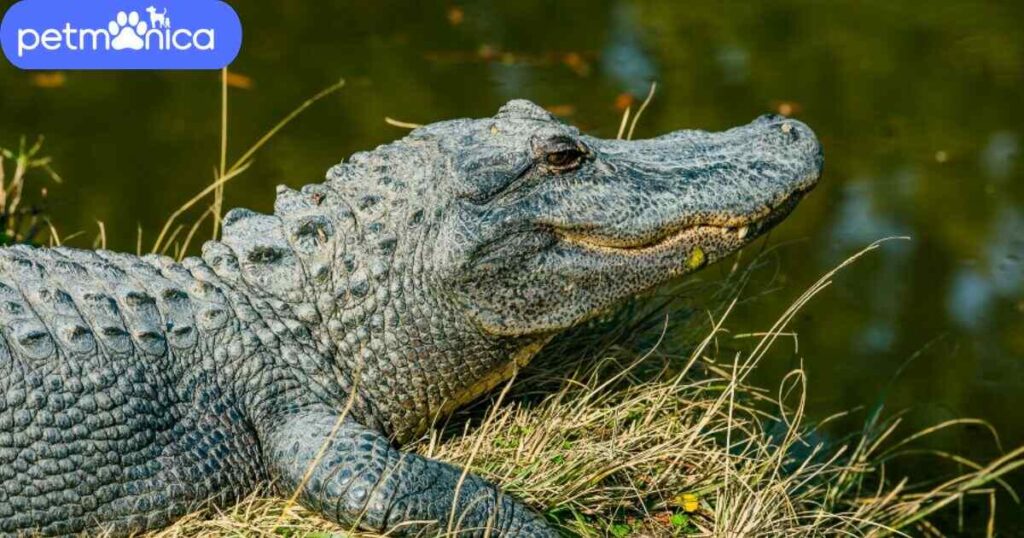 Funny Alligator Names