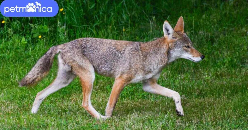 Funny Coyote Names