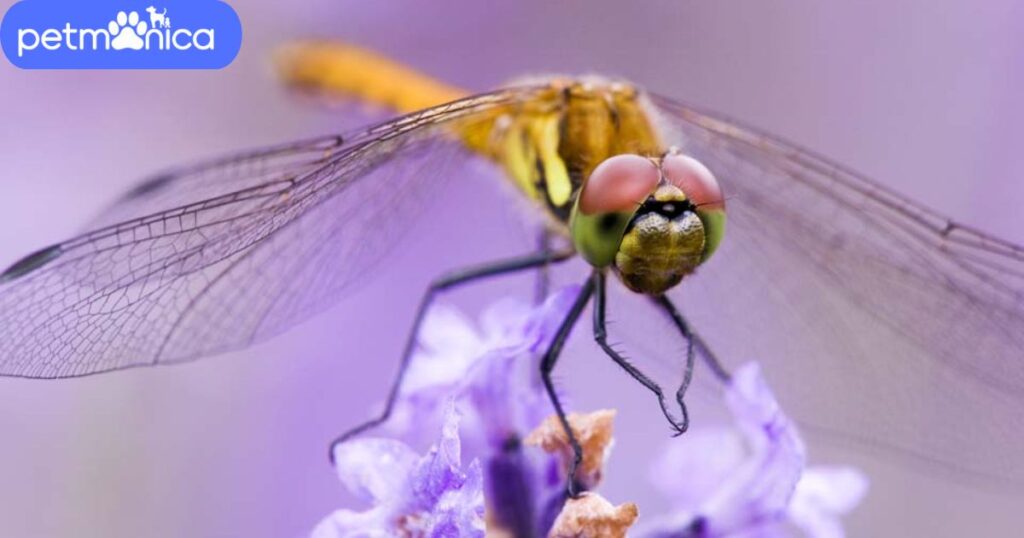 Funny Dragonfly Names