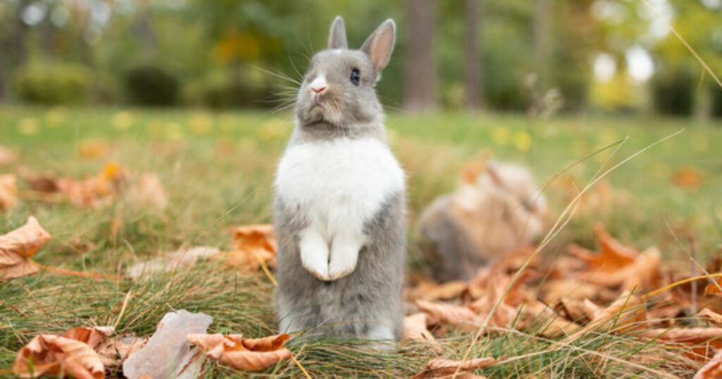 Funny Gray Rabbit Names