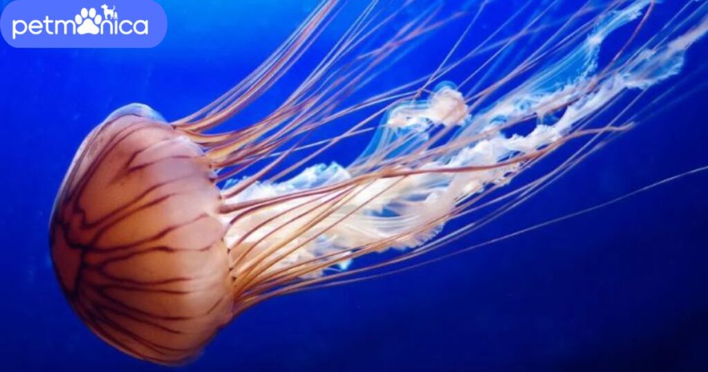 Funny Jellyfish Names