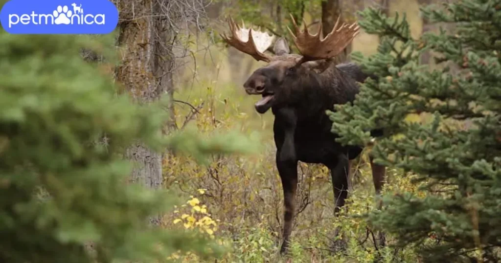 Funny Moose Names