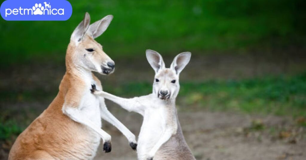 Funny Names for Kangaroo