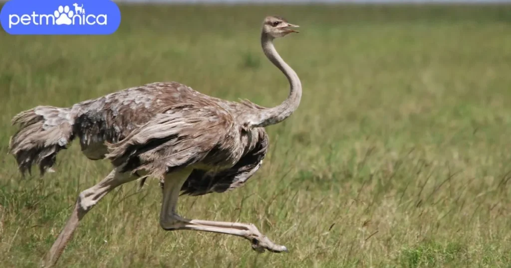 Ostrich Names