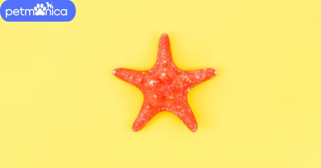 Funny Starfish Names