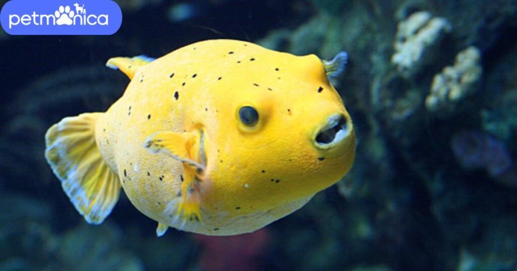 Funny Yellow Fish Names