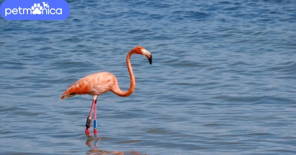 Good Names for Flamingo