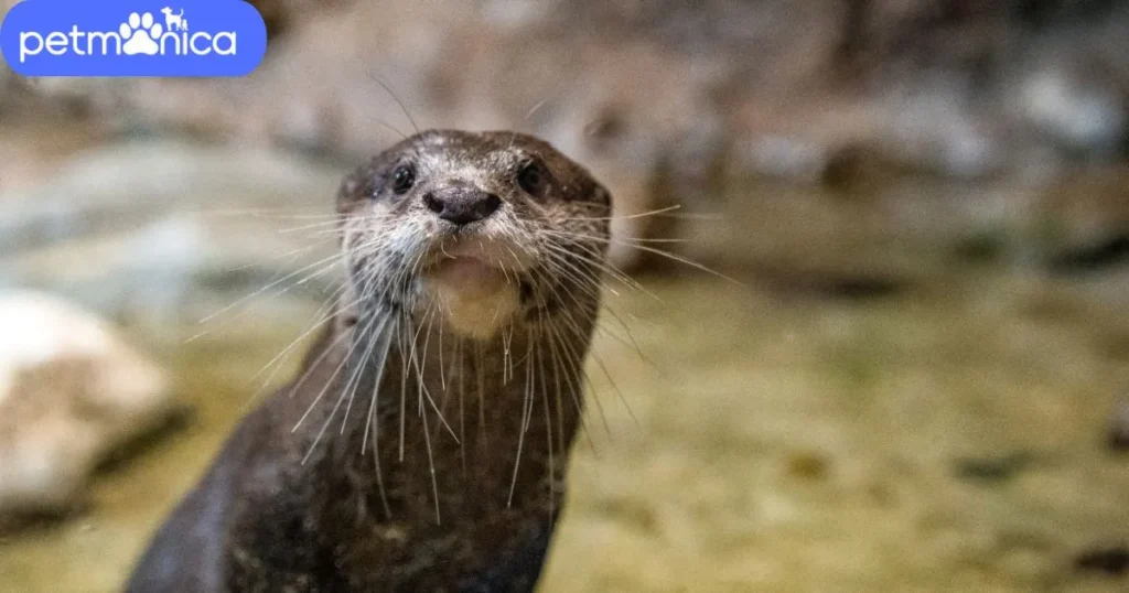 Good Otter Names