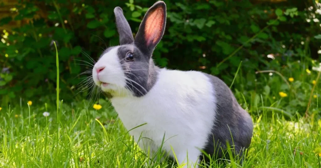 Gray and White Rabbit Names