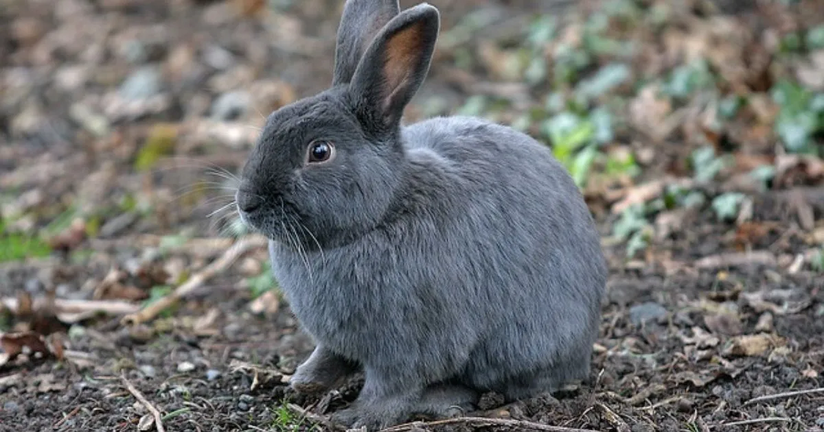 Gray Rabbit Names