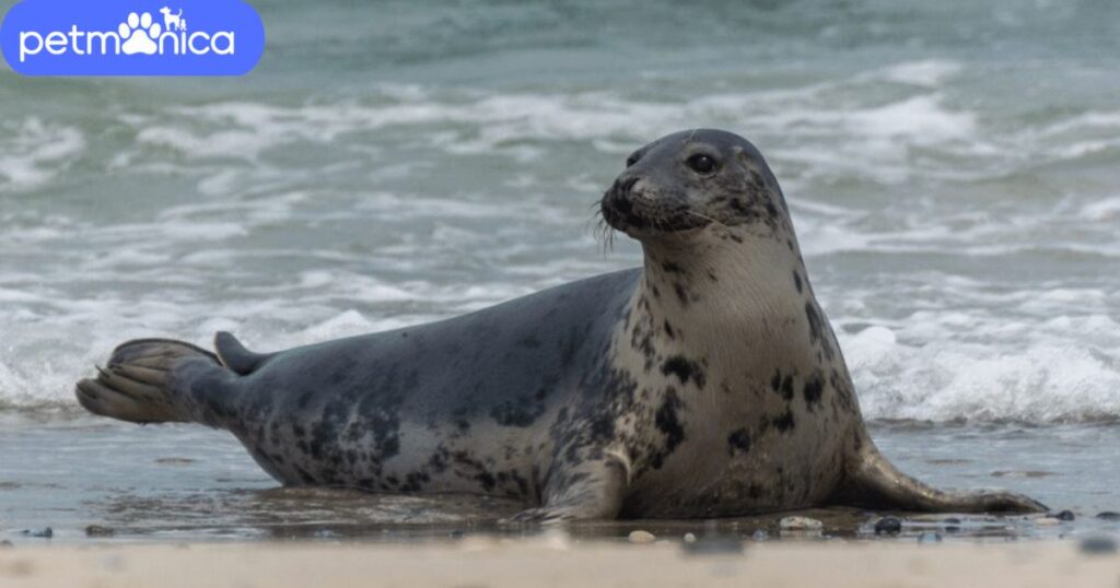 Gray Seal Names