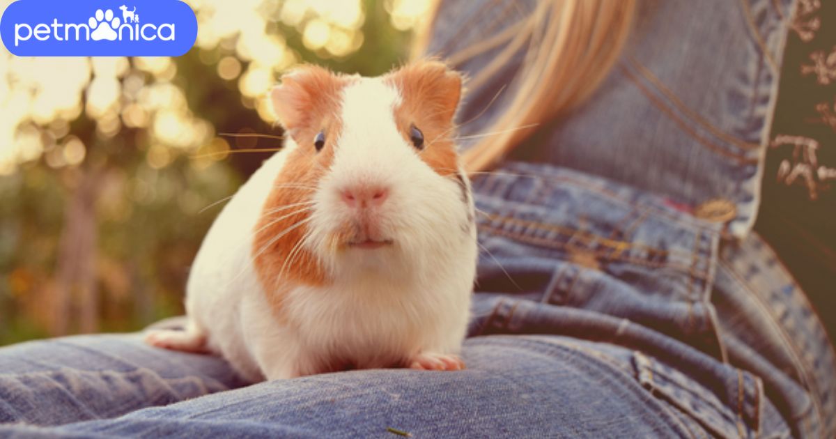 Guinea Pig Names