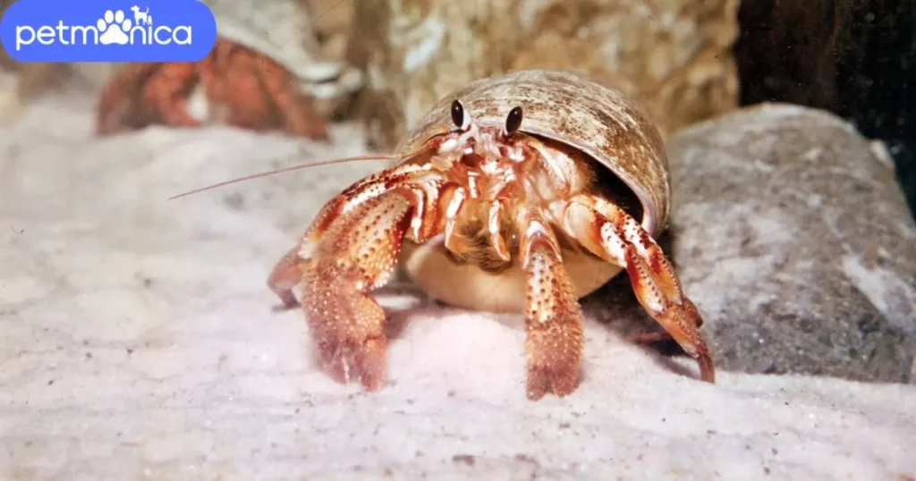 Hermit Crab Names