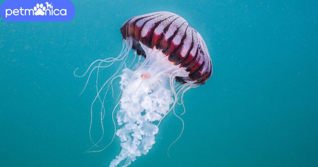 Jellyfish Names That Start With J