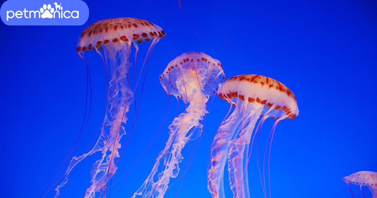 Jellyfish Names