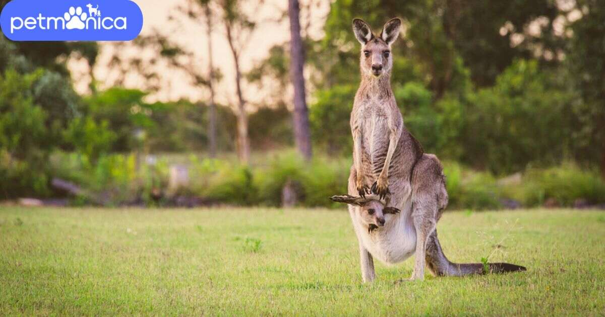 Kangaroo Names