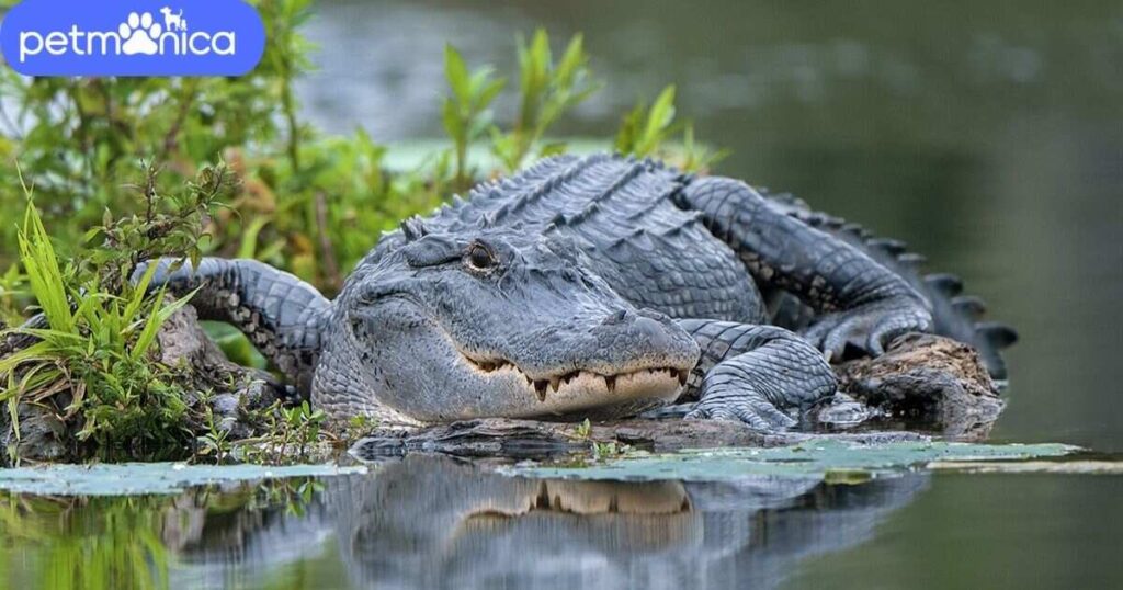 Male Alligator Names