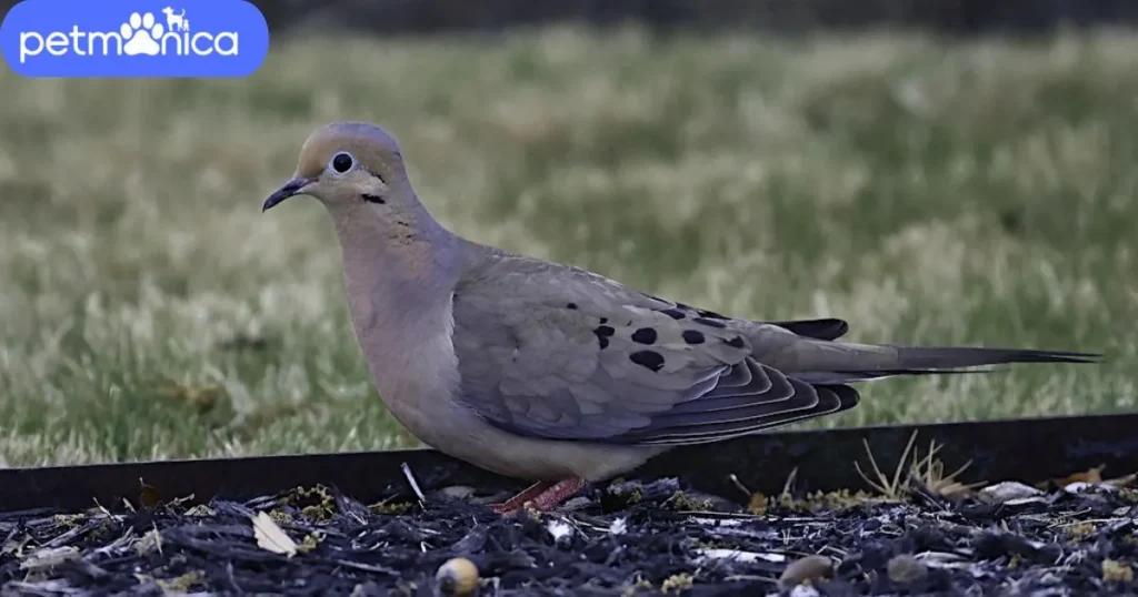 Male Dove Names