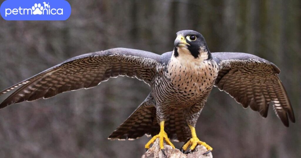 Male Falcon Names