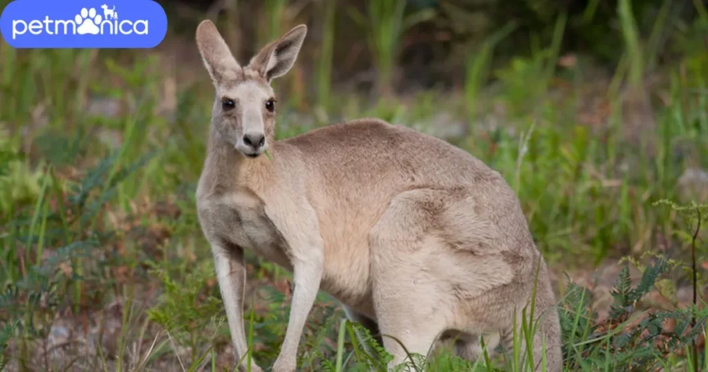 Male Kangaroo Names