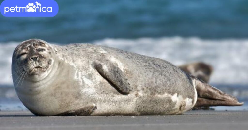 Male Seal Names