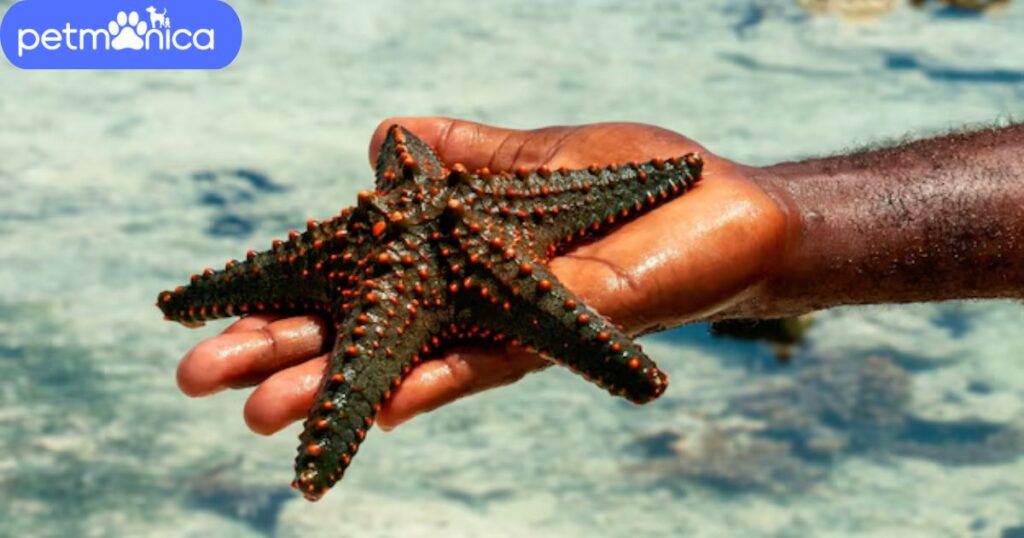 Male Starfish Names