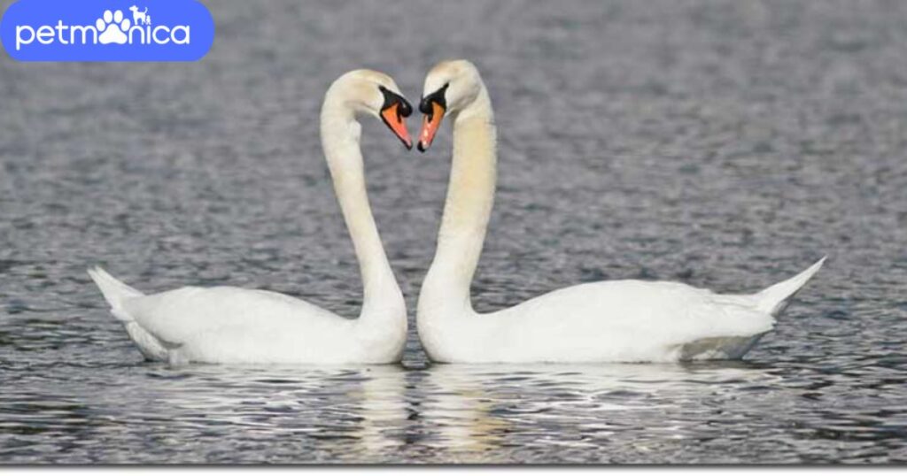 Male Swan Names