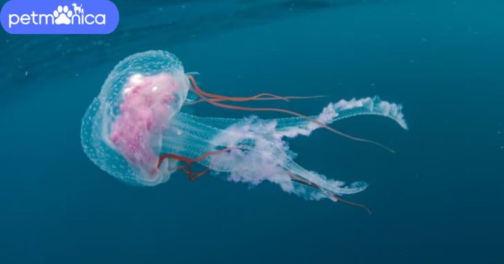 Mythological Inspired Jellyfish Names