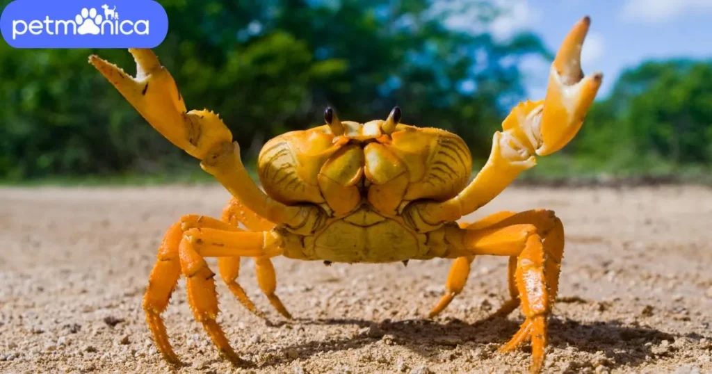 Names That Mean Crab