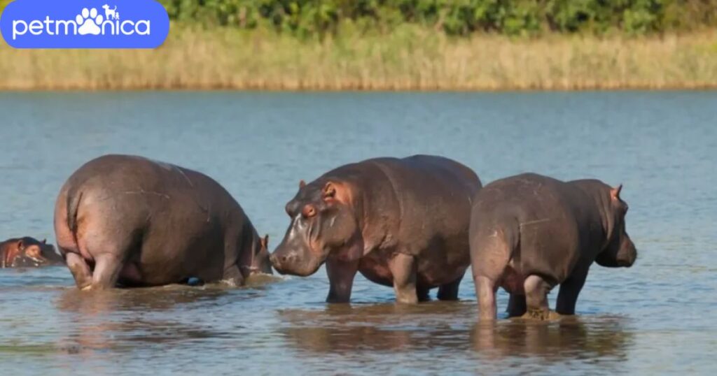 Names that Mean Hippo in Different Languages