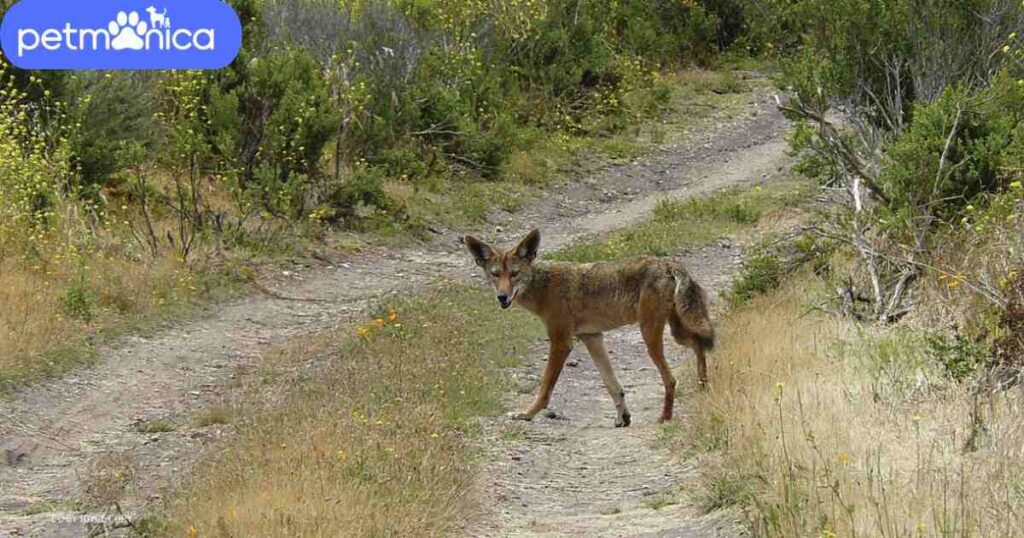 Native American Coyote Names (With Meanings)