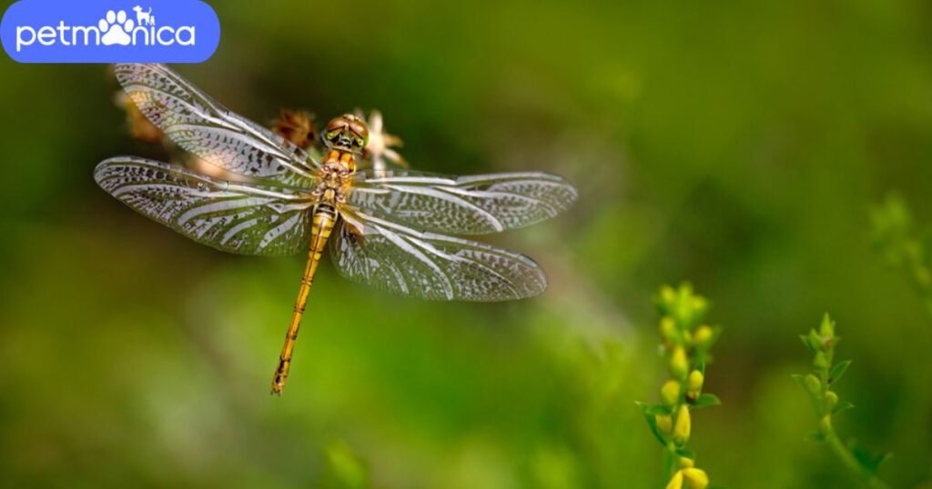 Nature-Inspired Dragonfly Names