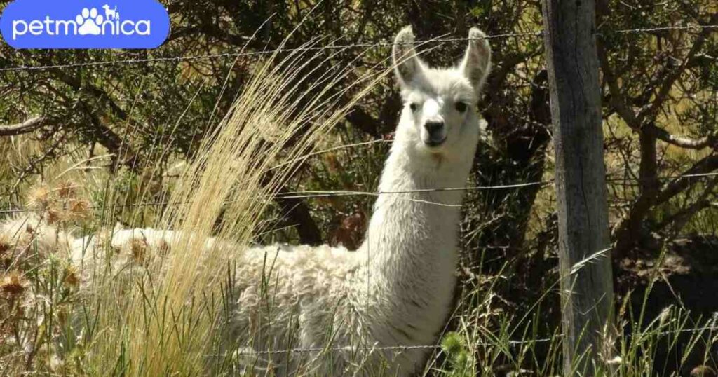 Nature-Inspired Llama Names