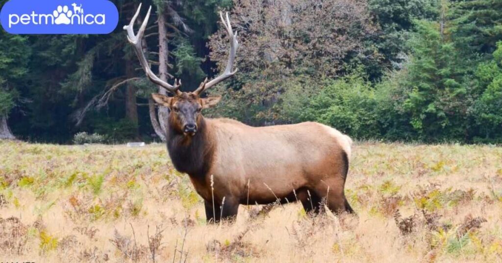 Nature-Inspired Moose Names