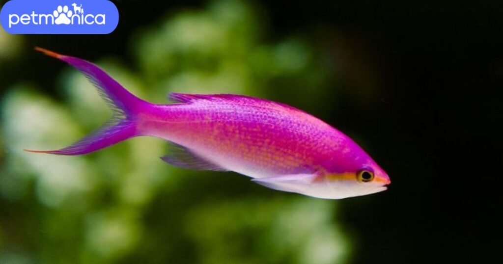 Nature-Inspired Pink Fish Names