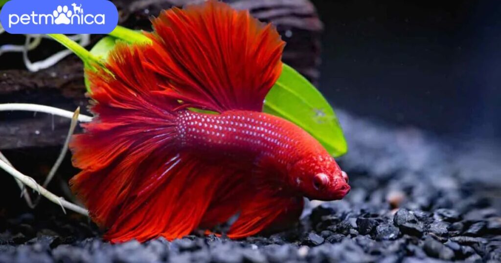 Nature-Inspired Red Fish Names