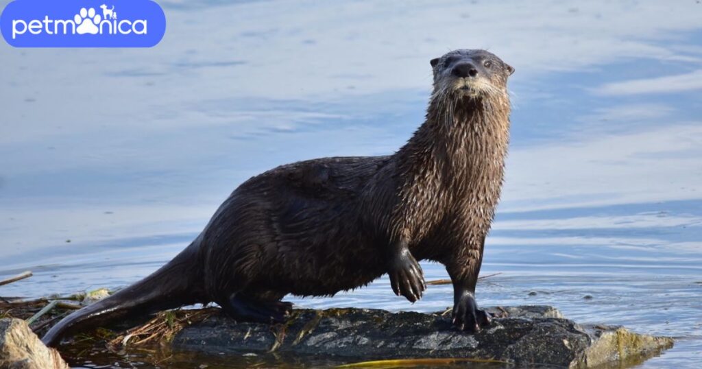 Nicknames for Otter