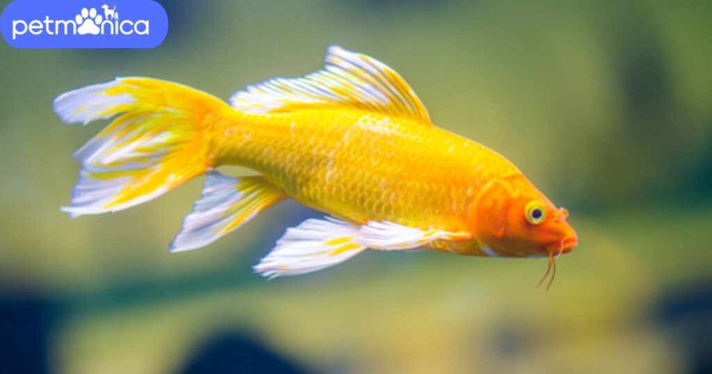 Nicknames for Yellow Fish