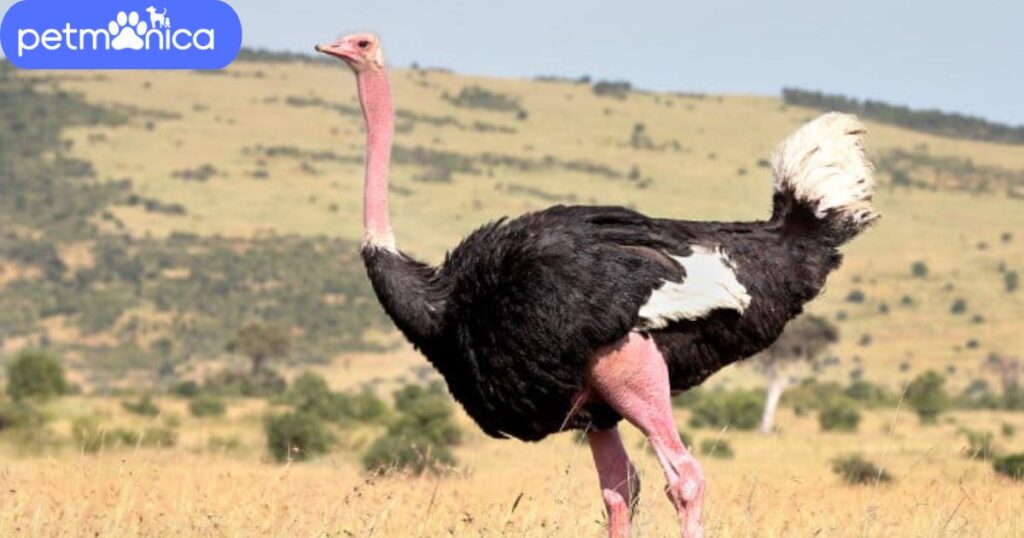 Ostrich Male Names