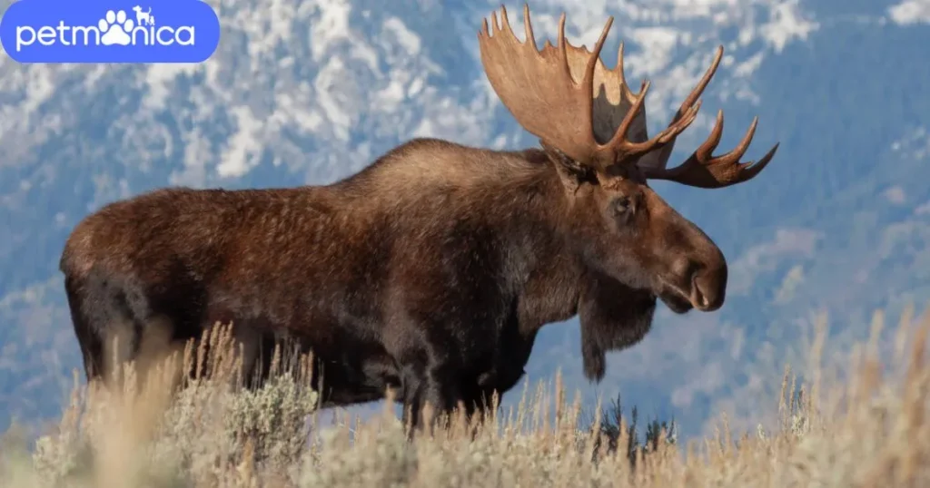 Pet Moose Name Ideas