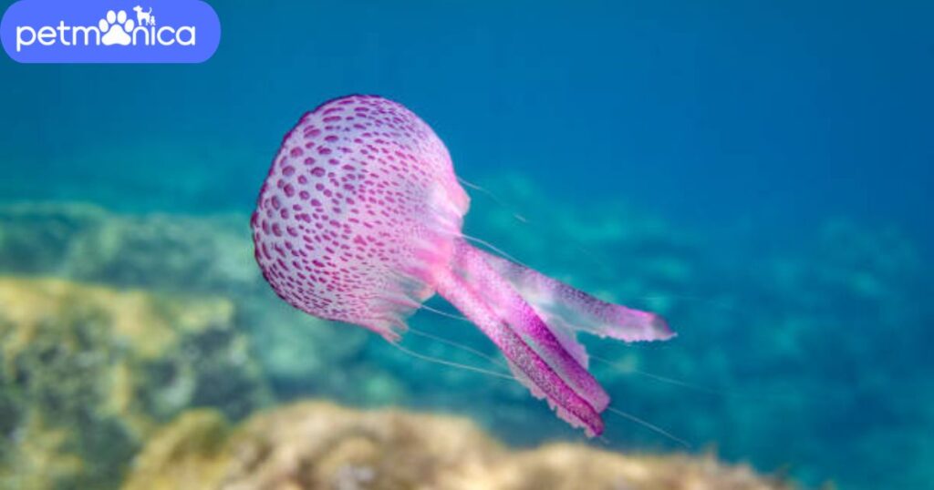 Pretty Jellyfish Names