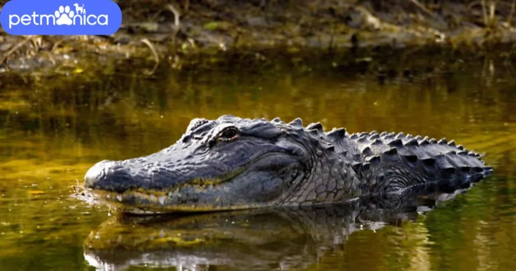 Scary Alligator Names