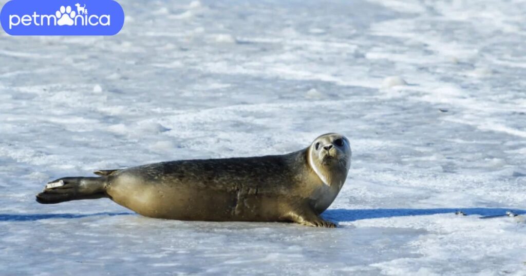 Seal Names that Start with S