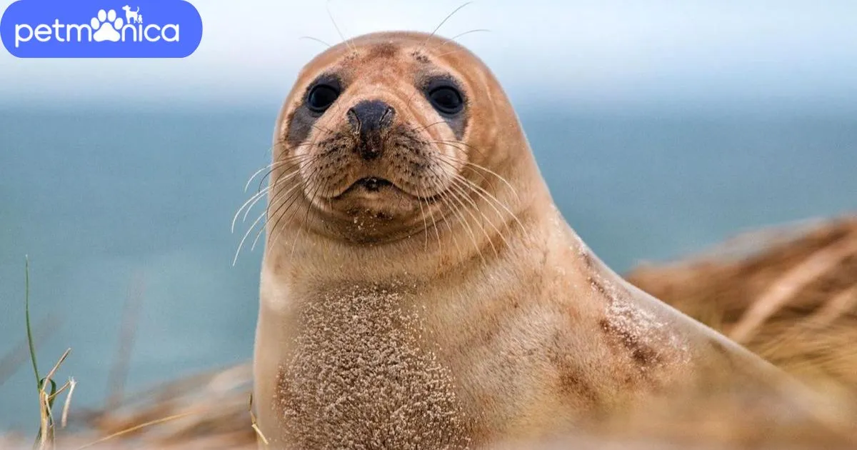 Seal Names