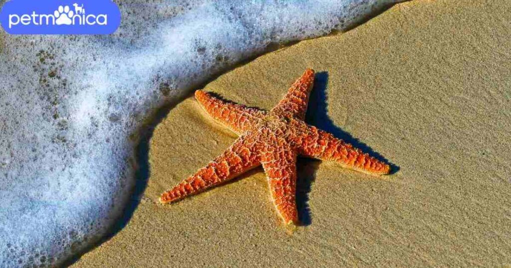 Starfish Names With Meaning